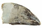 Serrated Raptor (Acheroraptor) Tooth - Montana #245926-1